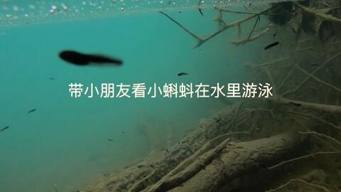 蝌蚪在线视频精品,揭秘生命起源的奇妙之旅