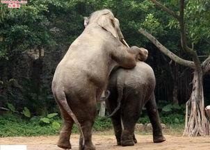 色在线视频观看大象,色在线视频中的自然魅力之旅