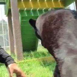 饲育 在线视频,揭秘宠物养护的实用技巧与知识