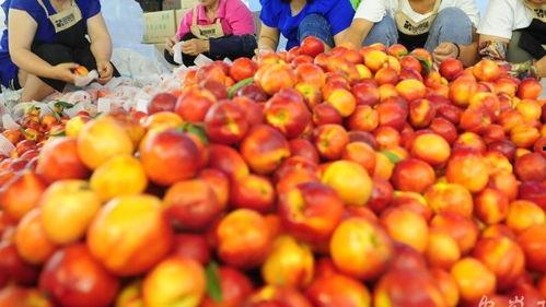 亚洲日本va在线视频