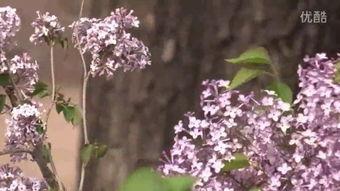 婷婷丁香在线视频资源,揭秘热门在线视频资源的魅力所在